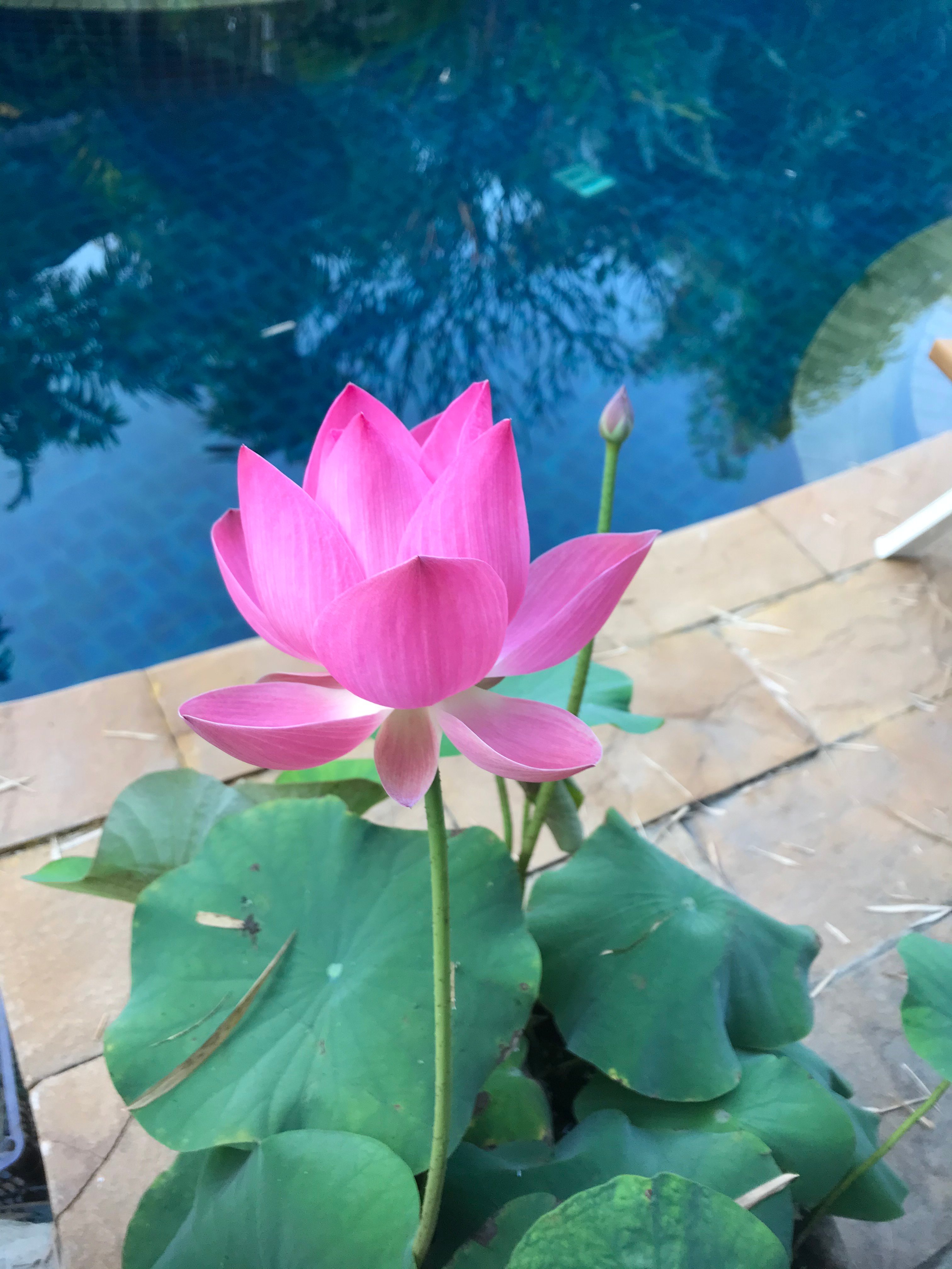 班萨拜水疗度假村-泳池