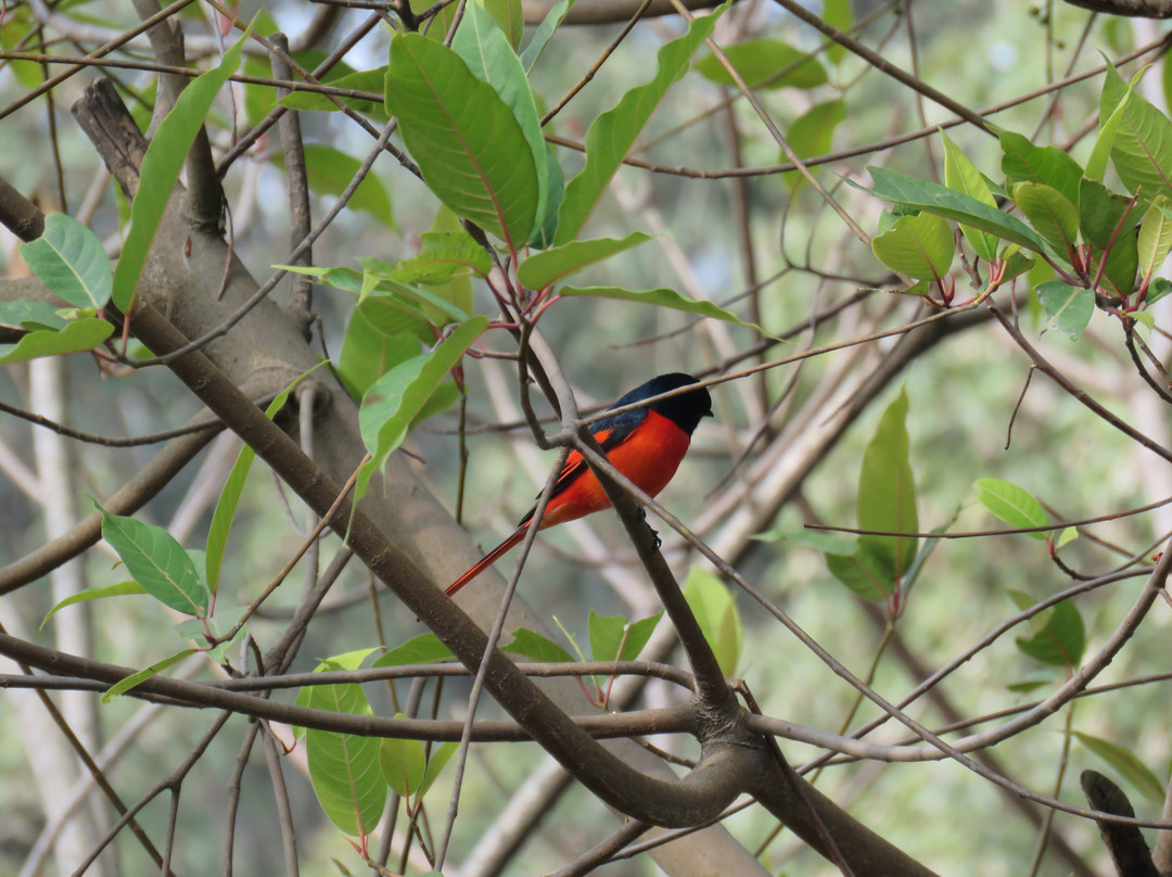 戈卡纳森林度假村酒店主图