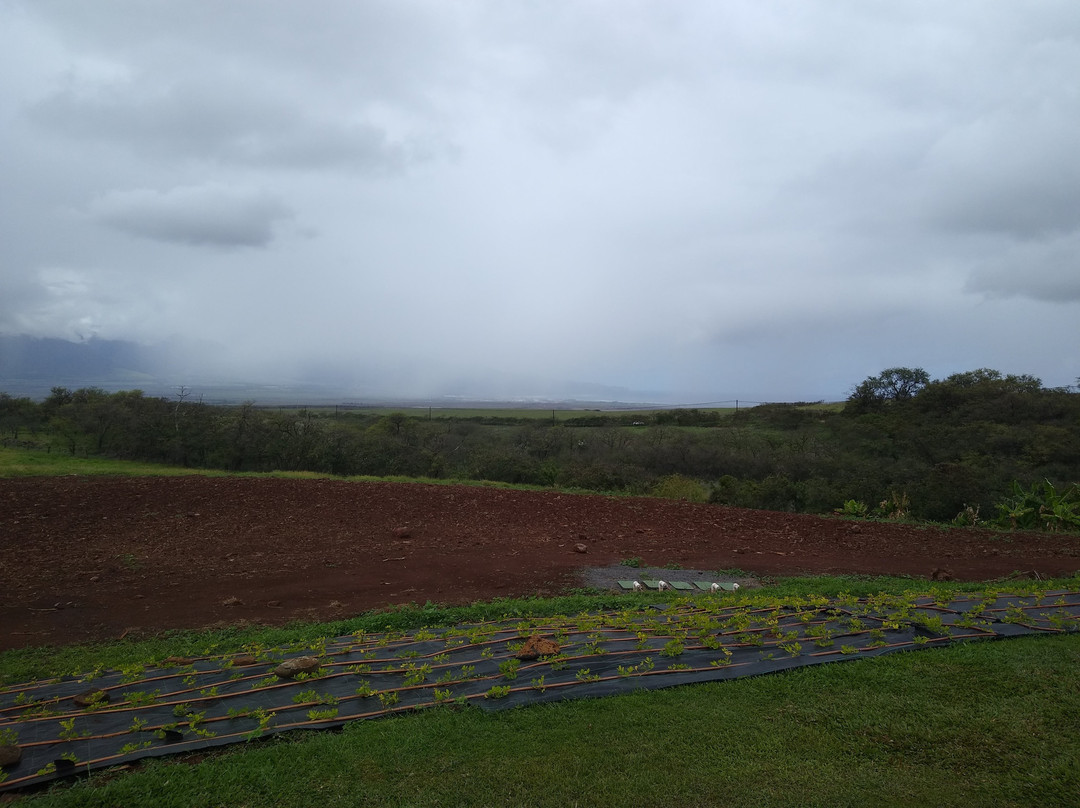 The Ocean Organic Farm and Distillery-库拉必去景点