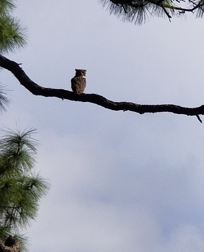 Tall Cypress Natural Area-科勒尔斯普林斯必去景点