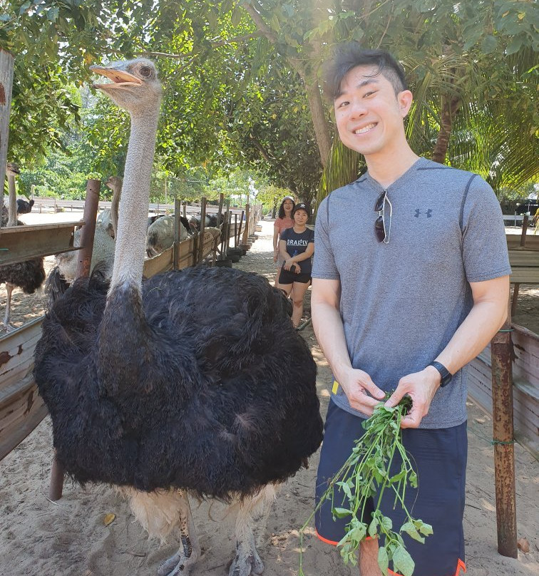 Desaru Ostrich Farm-Kota Tinggi District必去景点