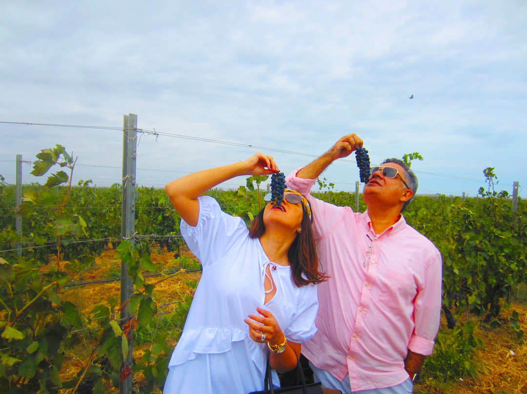 Nasimi's Wine Tours景点图片