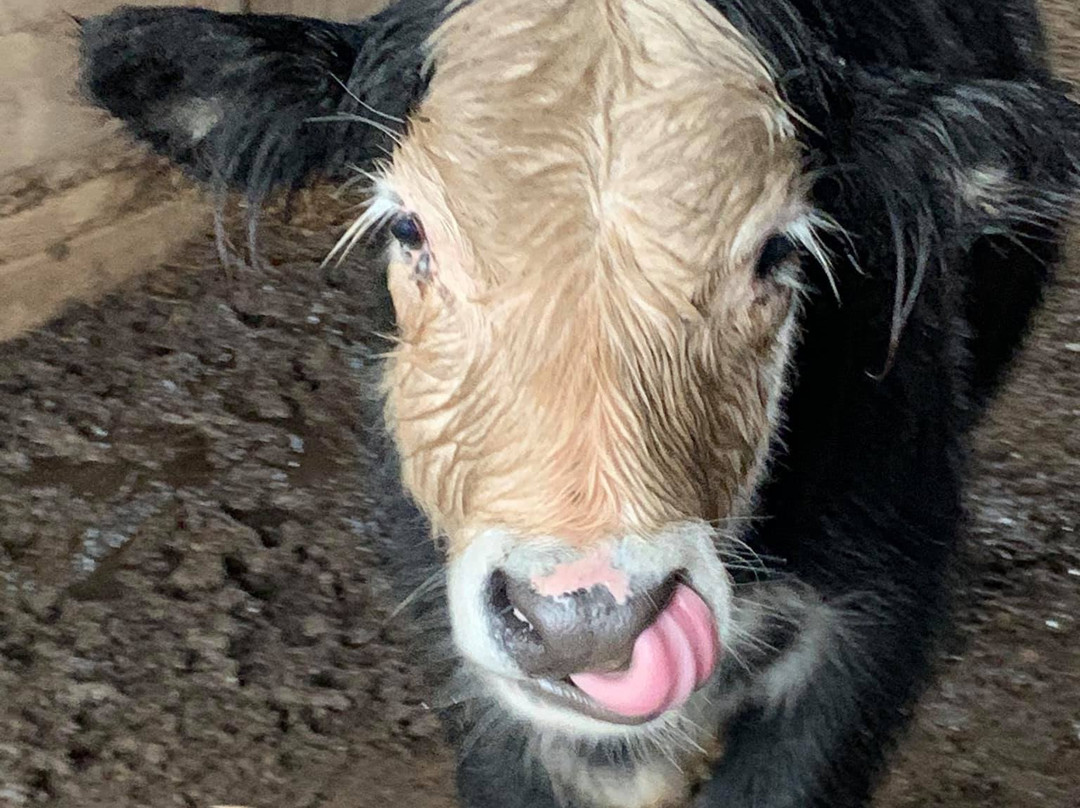 Where Pigs Fly Farm & Pigs Aloft Museum-Linn必去景点