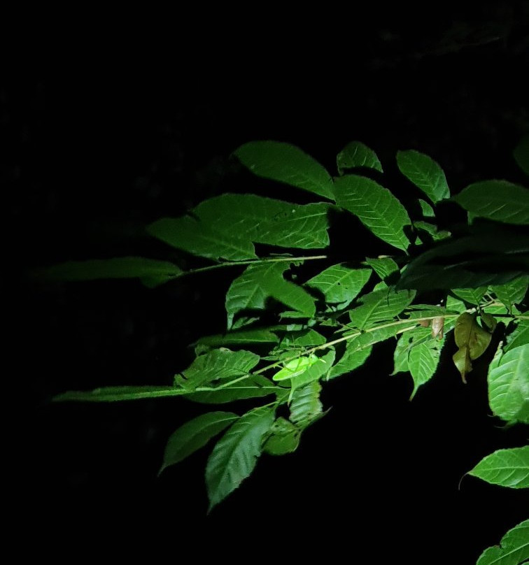 Monteverde Night Walk Costa Rica景点图片