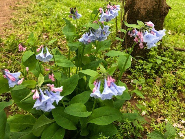 Merrimac Farm Wildlife Management Area景点图片