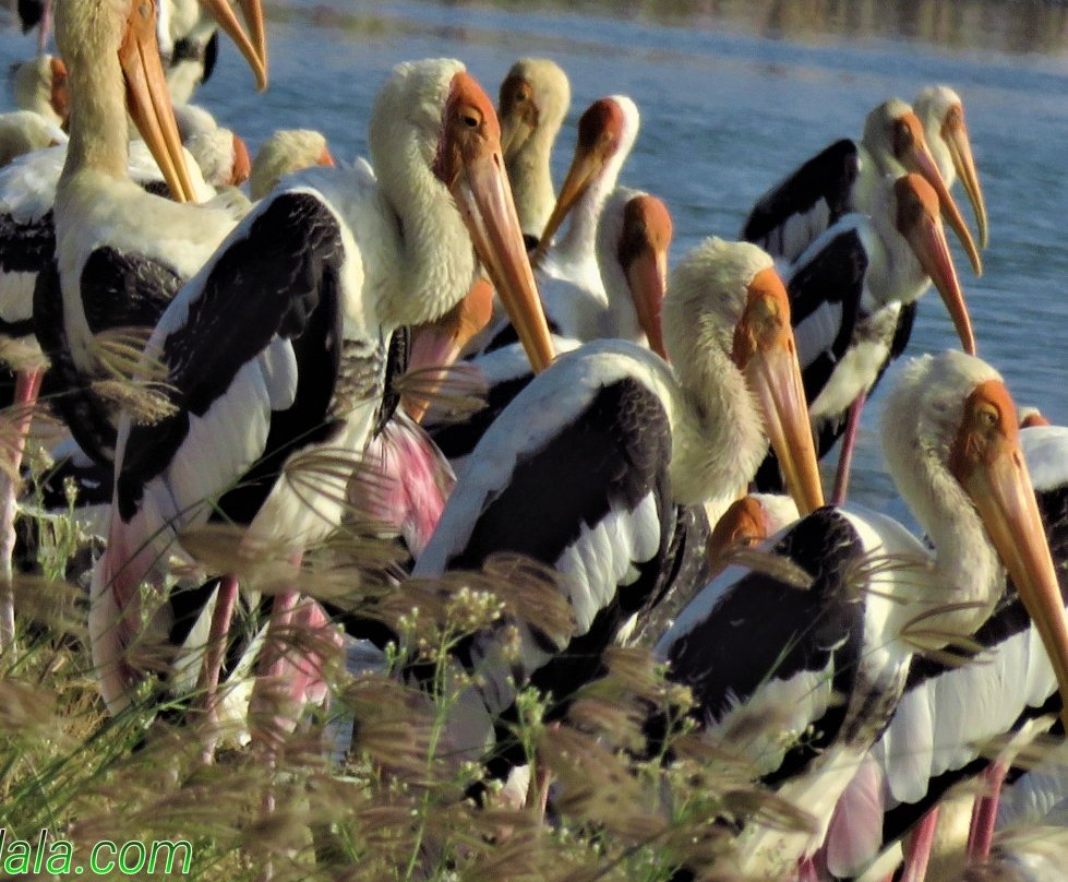 Bundala Wings And Wild Guilde Tours-Hambantota必去景点