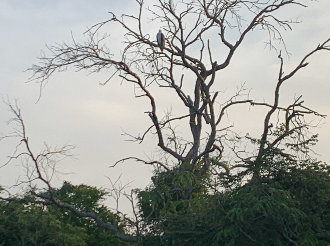 Bigcat Safari Yala-雅拉国家公园必去景点