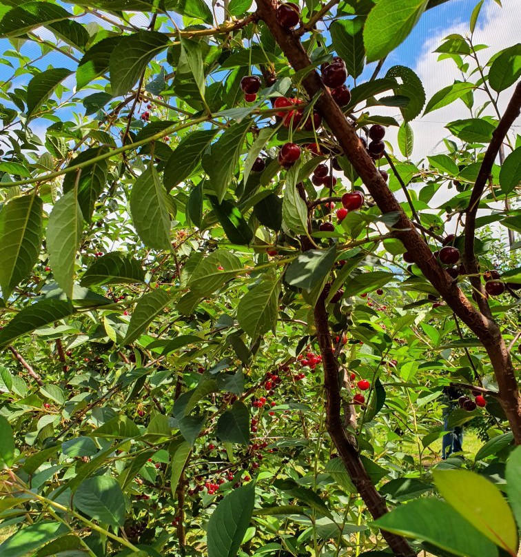 Red Hill Cherry Farm景点图片