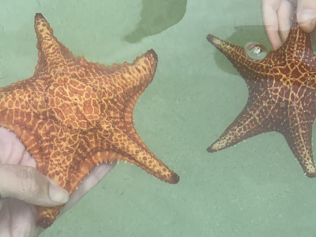 Cobalt Custom Charters-乔治城必去景点