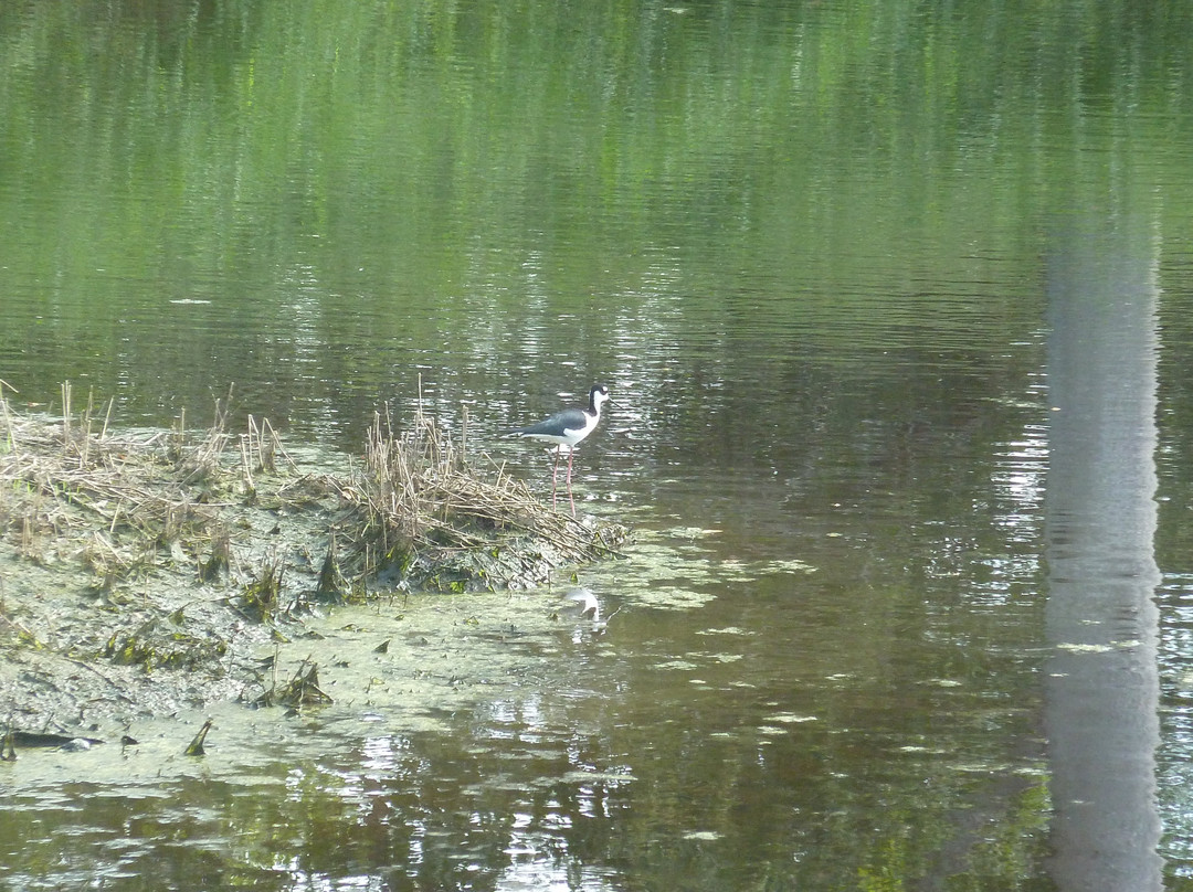 Cabo Rojo National Wildlife Refuge-Cabo Rojo必去景点