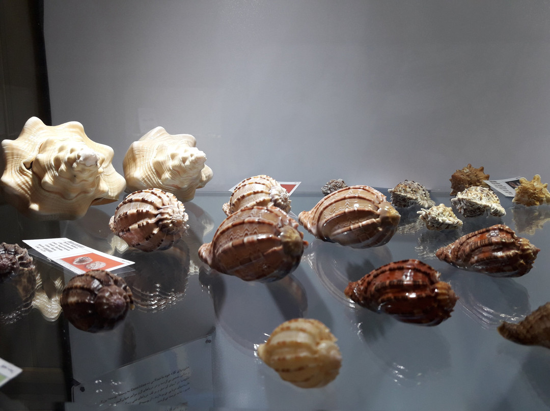 Isfahan Seashell Museum景点图片