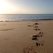 null-Saadani National Park