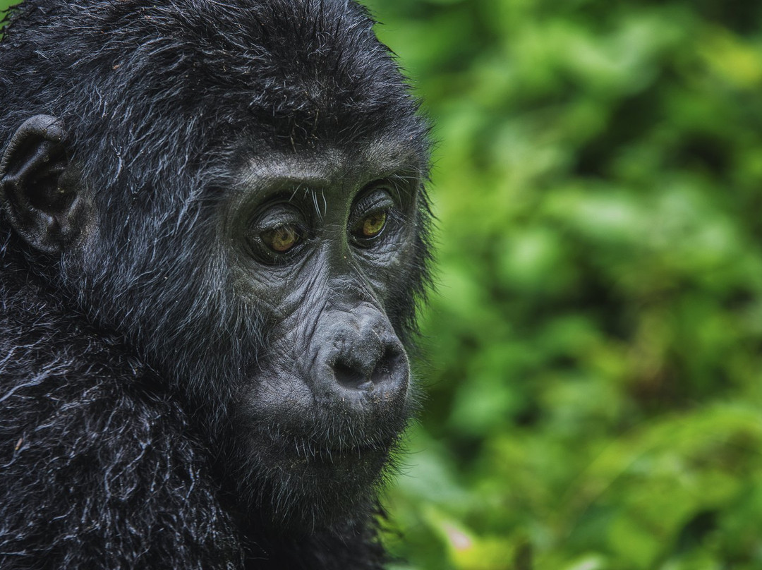 Mountain Gorilla Trekking Tours-Kisoro必去景点