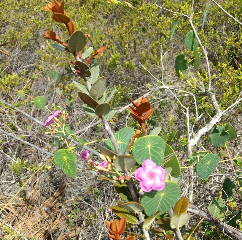 Parque Natural Municipal de Mucugê-Mucuge必去景点