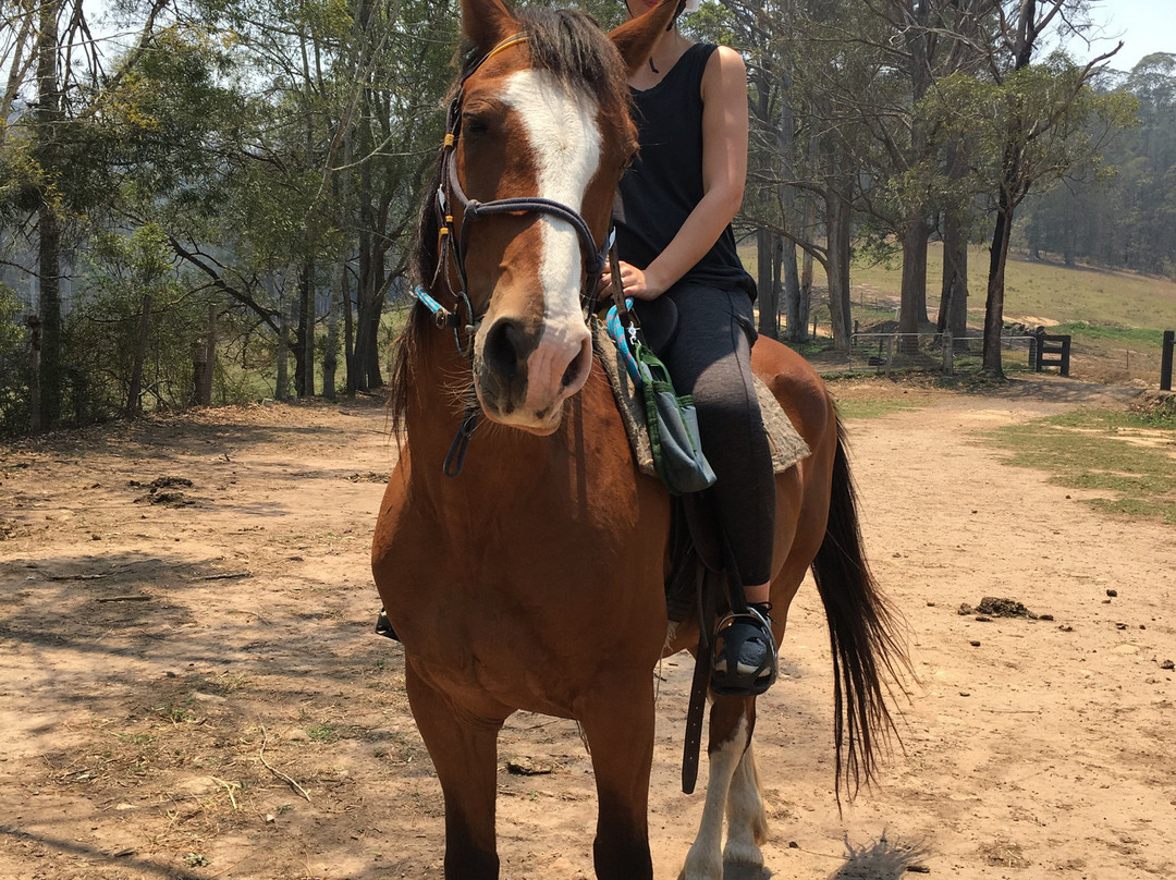 Bellrowan Valley Horse Riding-Beechwood必去景点
