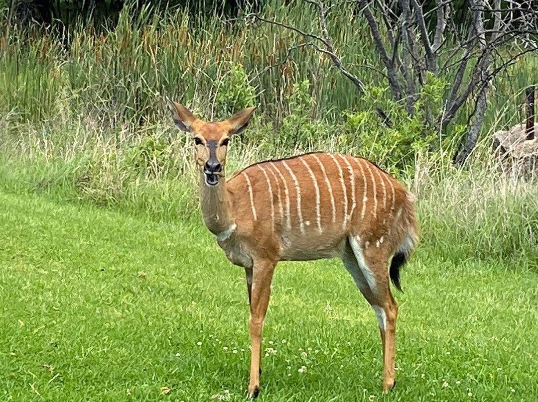 Koro Creek Bushveld Golf Estate-尼斯特鲁姆必去景点