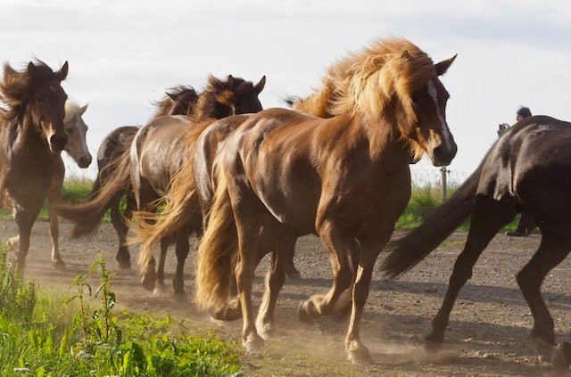 Íslandshestar-塞尔福斯必去景点
