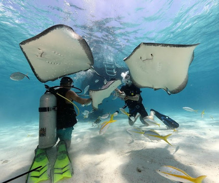 Shaggy's Personalised Diving-西湾必去景点