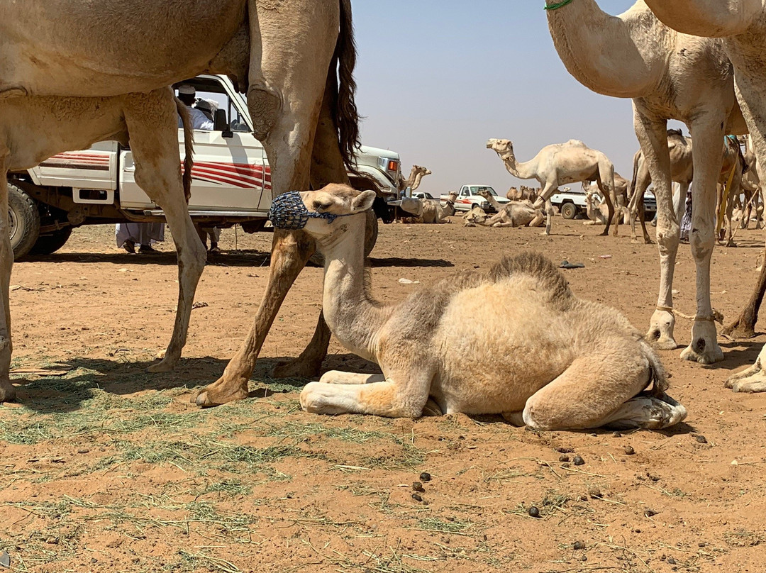 Livestock Market-Hargeysa必去景点