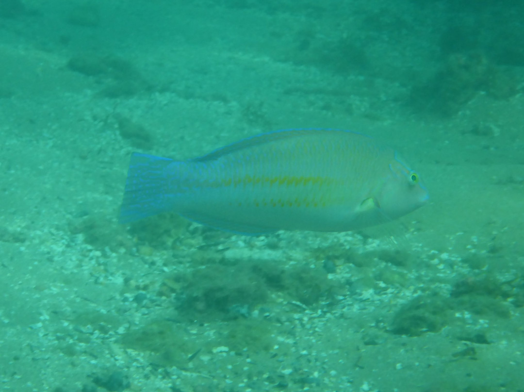 Carpe Diem Dive Center-Marau必去景点