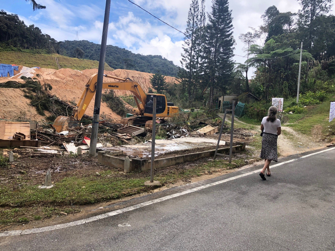 Tan's Camellia Garden-丹那拉塔必去景点