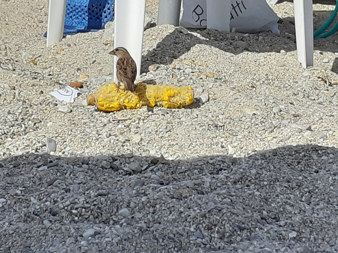 Tresor Sousouras主图