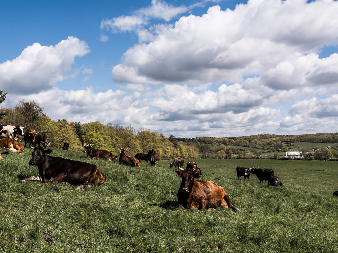 Hawthorne Valley Farm景点图片