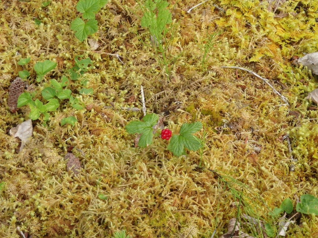 Nagoon Berry Trail-古斯塔夫斯必去景点