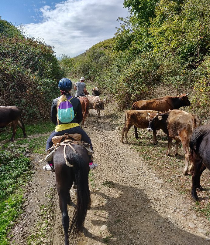 Living Roots Horse Ranch (Lost Ridge Ranch)-西格纳吉必去景点