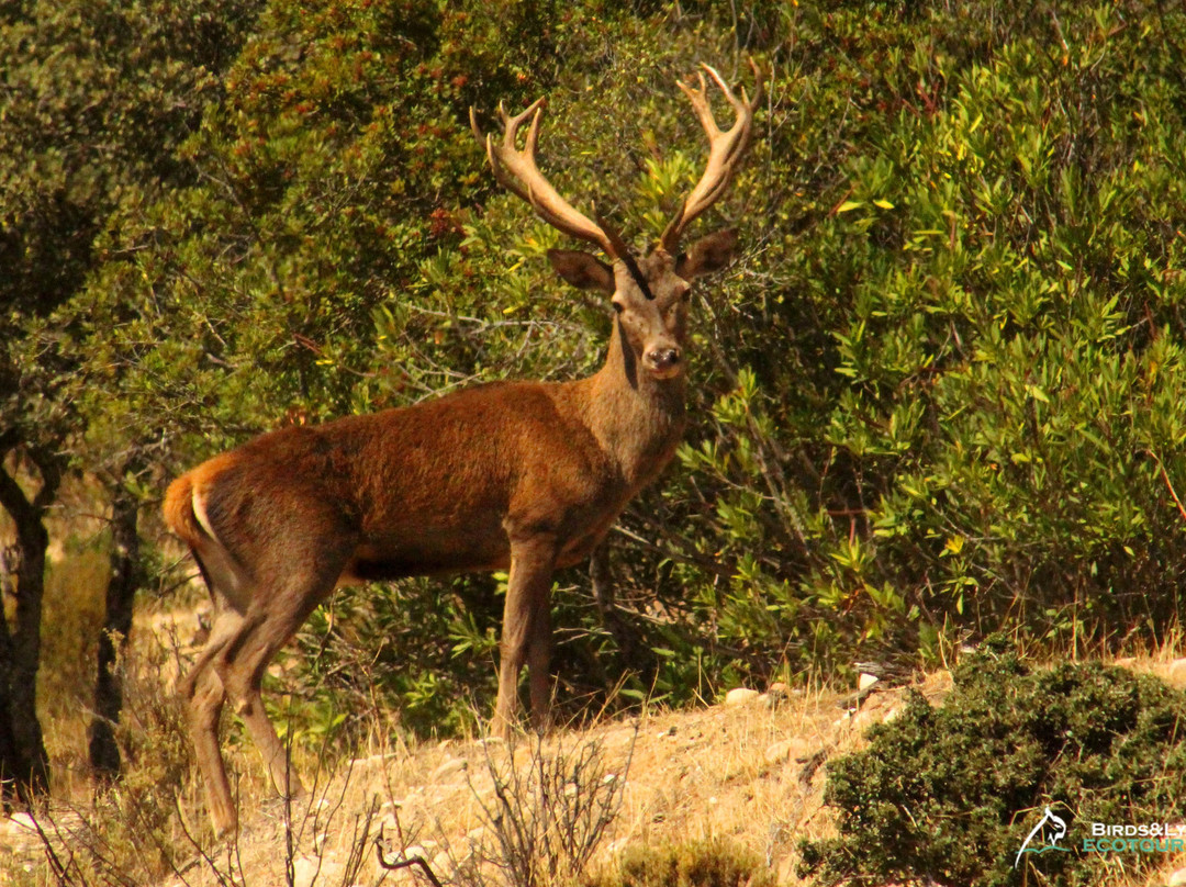 Parque Natural Sierra de Andujar景点图片