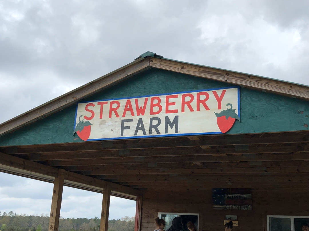 The Strawberry Farm景点图片