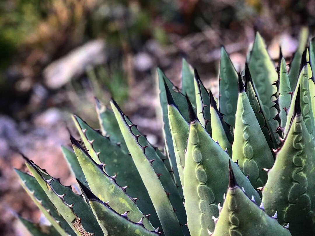 Dog Canyon Trail-阿拉莫戈多必去景点