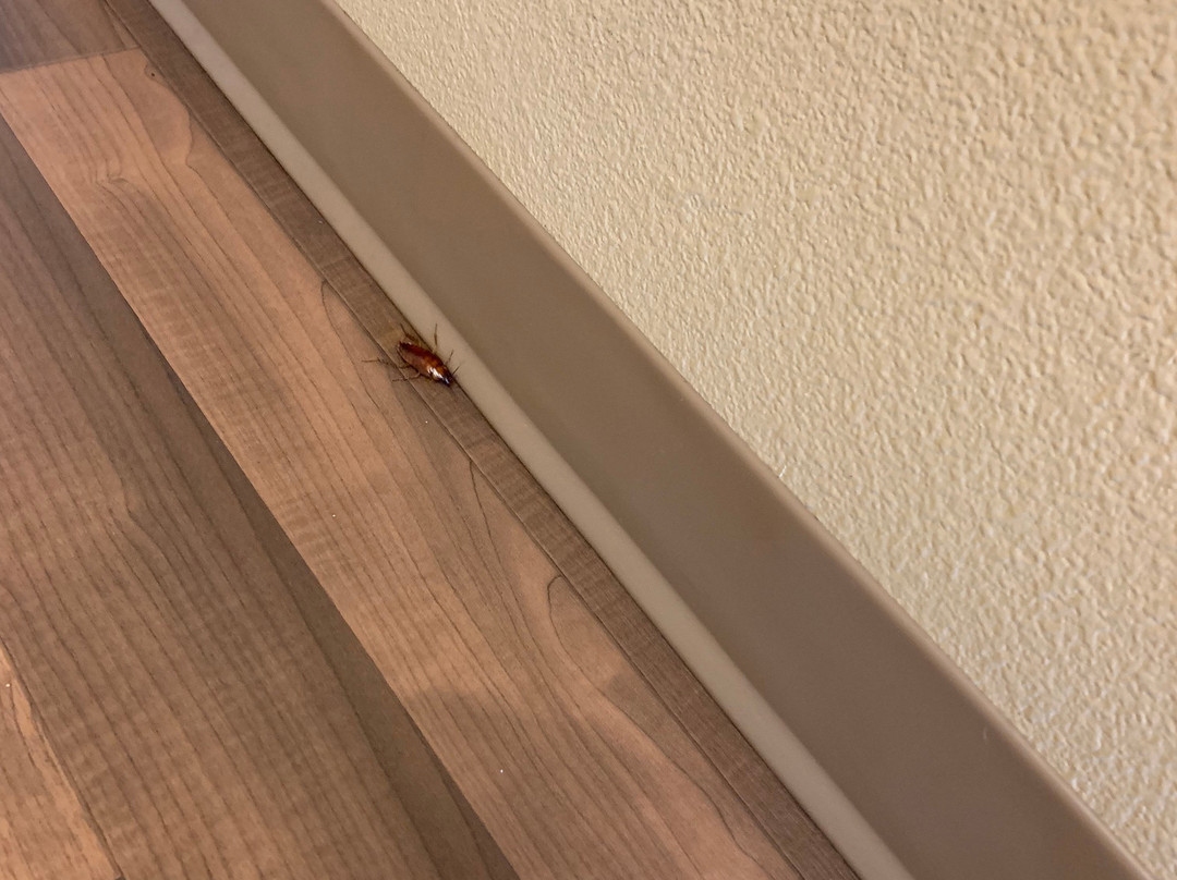 Extended Stay America - Orange County - Cypress主图