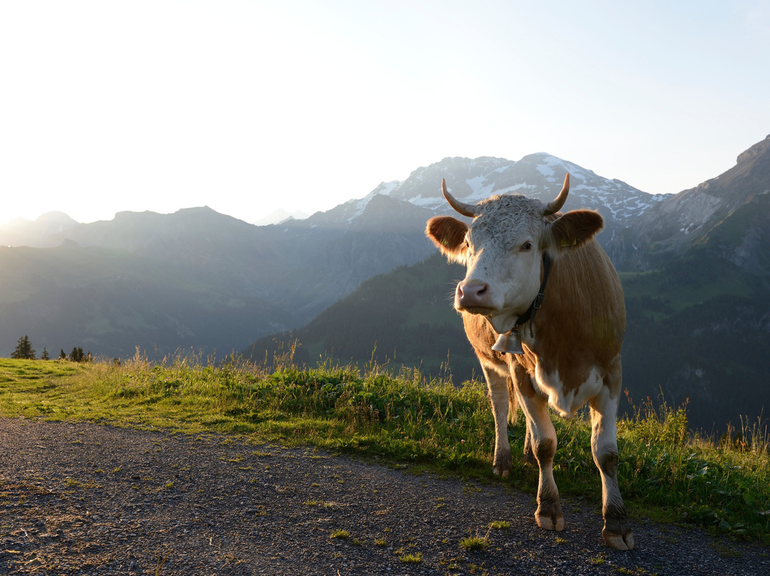 Lenk-Simmental Tourismus AG景点图片