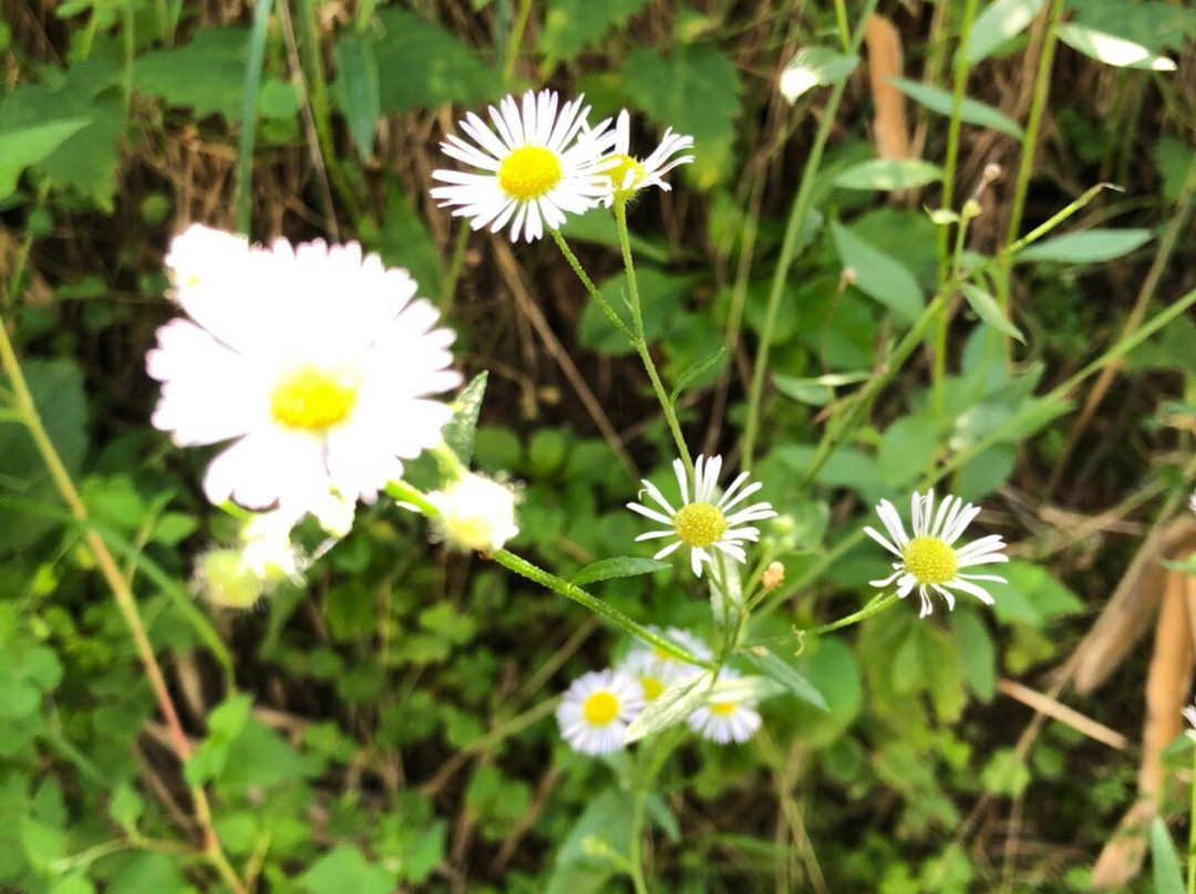 Yamazi Pension主图