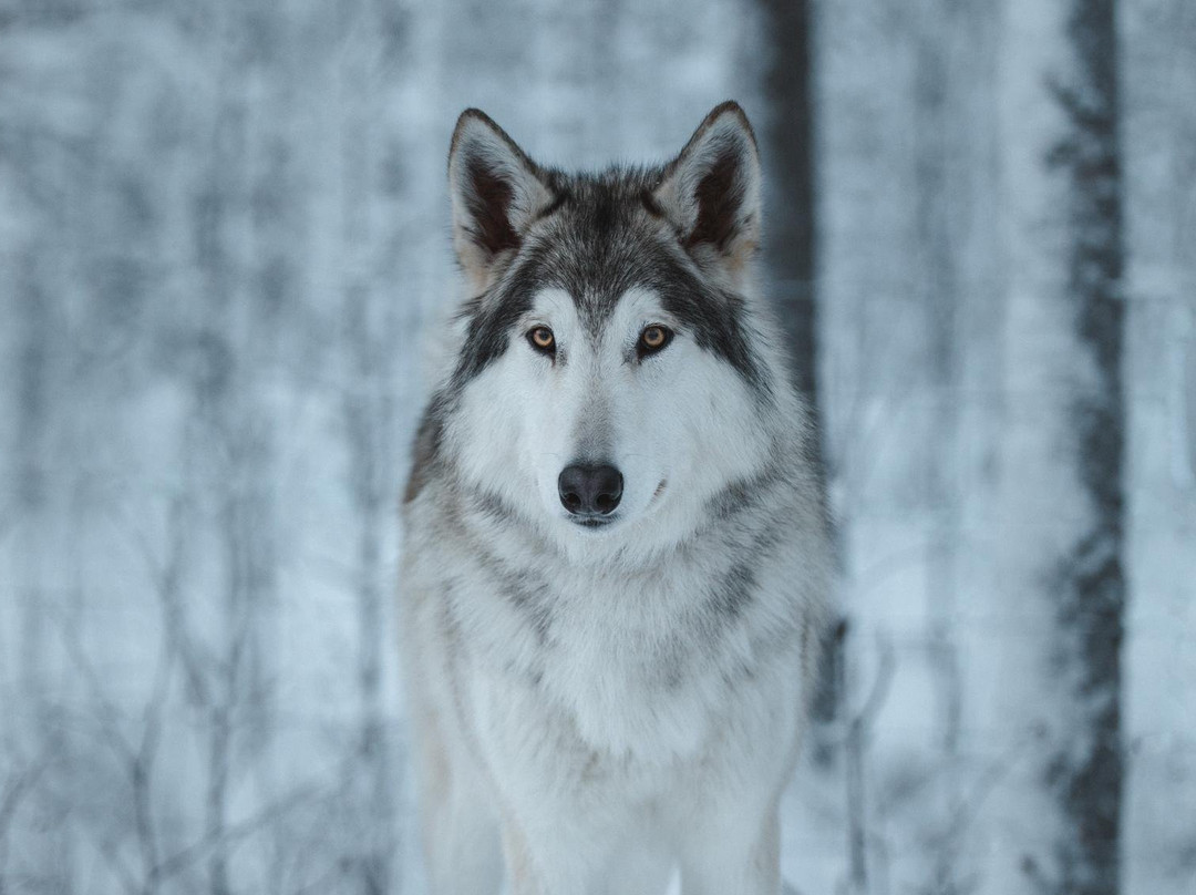 Arctic Wolfland Sanctuary-Ranua必去景点
