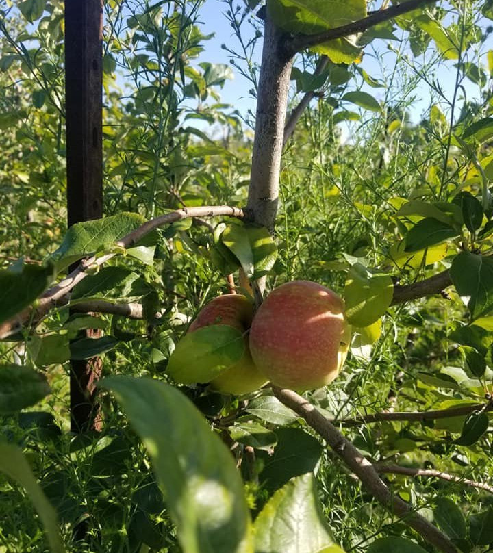 County Line Orchard景点图片