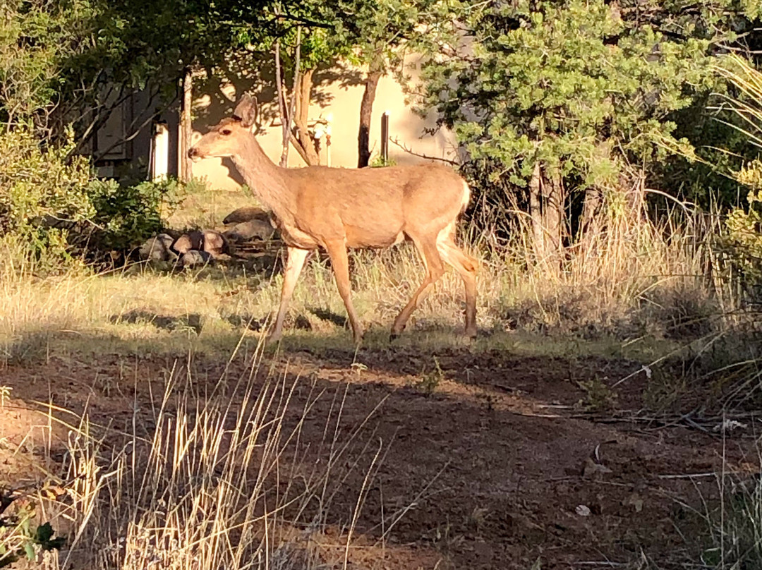 Bear Mountain Lodge主图