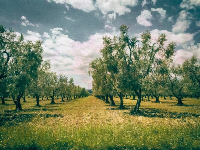 Olio Biscotti-维耶斯泰必去景点