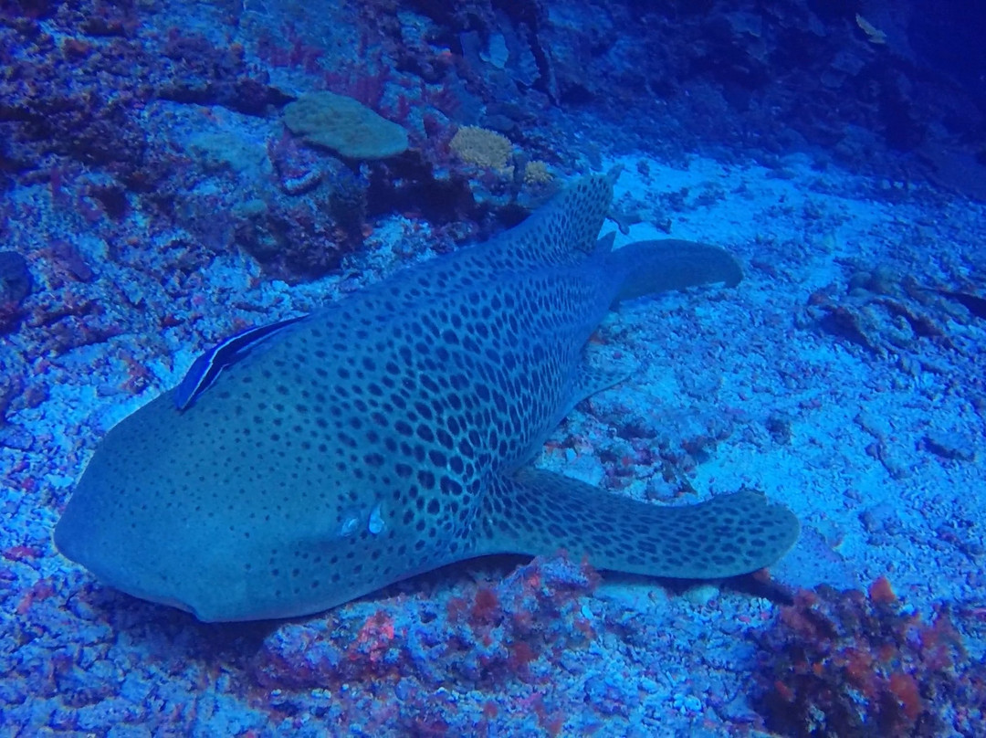 Iatok Diving Paradise景点图片