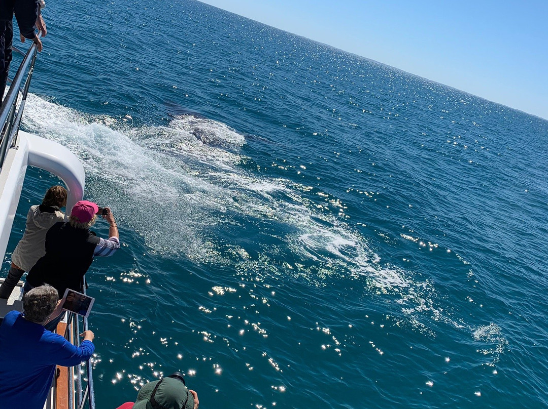 Freedom Whale Watch景点图片