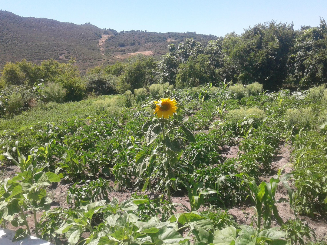 MELLOU TOUR Cooperative-丹吉尔必去景点