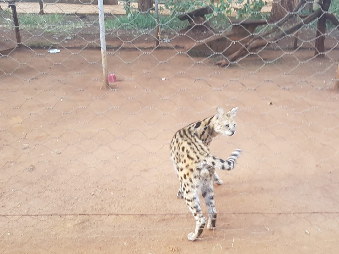 Nairobi Animal Orphanage景点图片