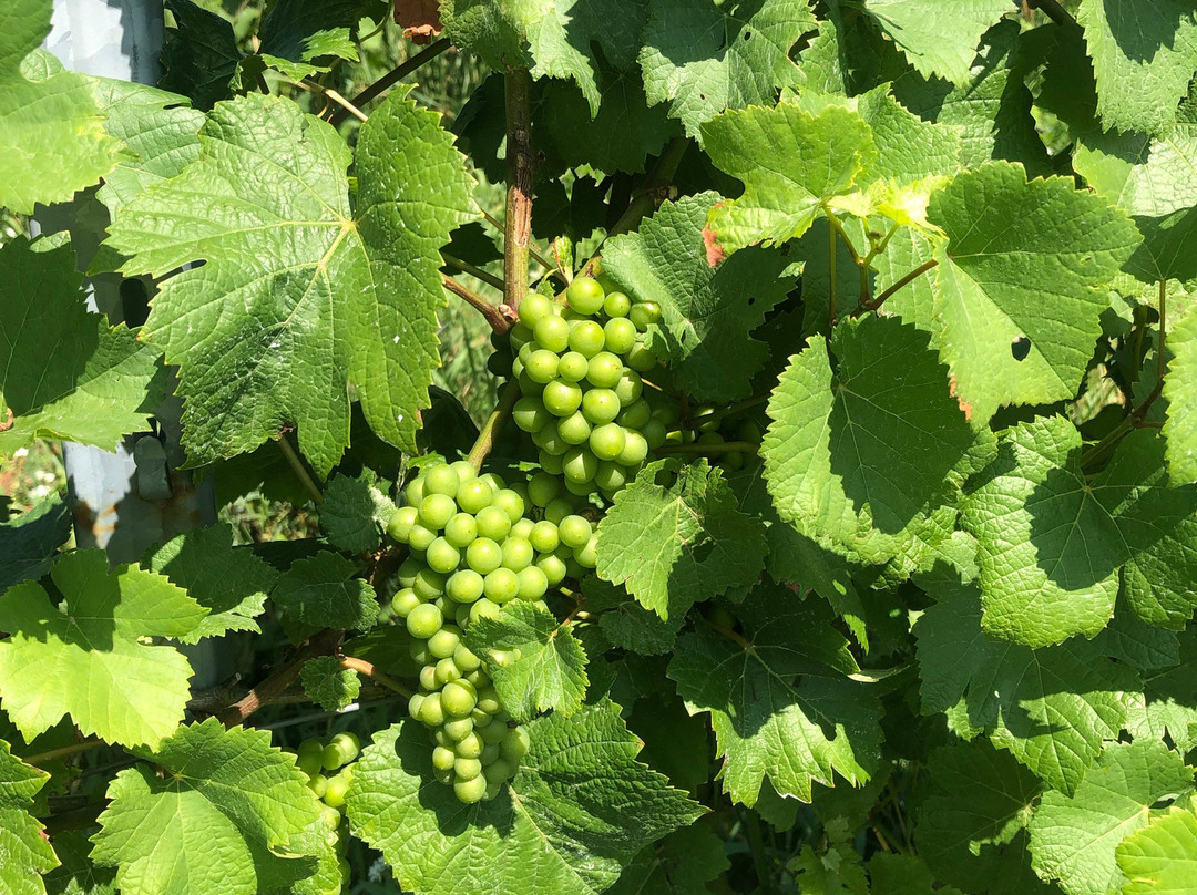 Bonobo Winery-特拉弗斯城必去景点