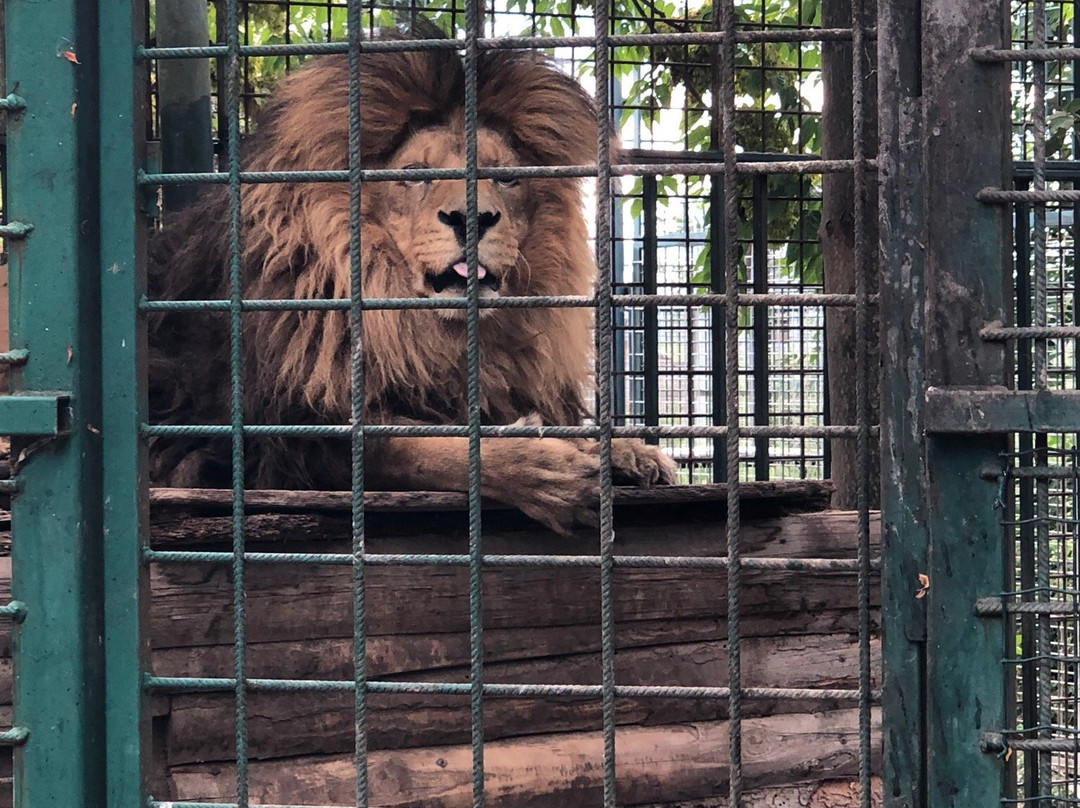 Oaza Sibirskeho Tigra (Oasis of Siberian Tigers)-Kostolna pri Dunaji必去景点