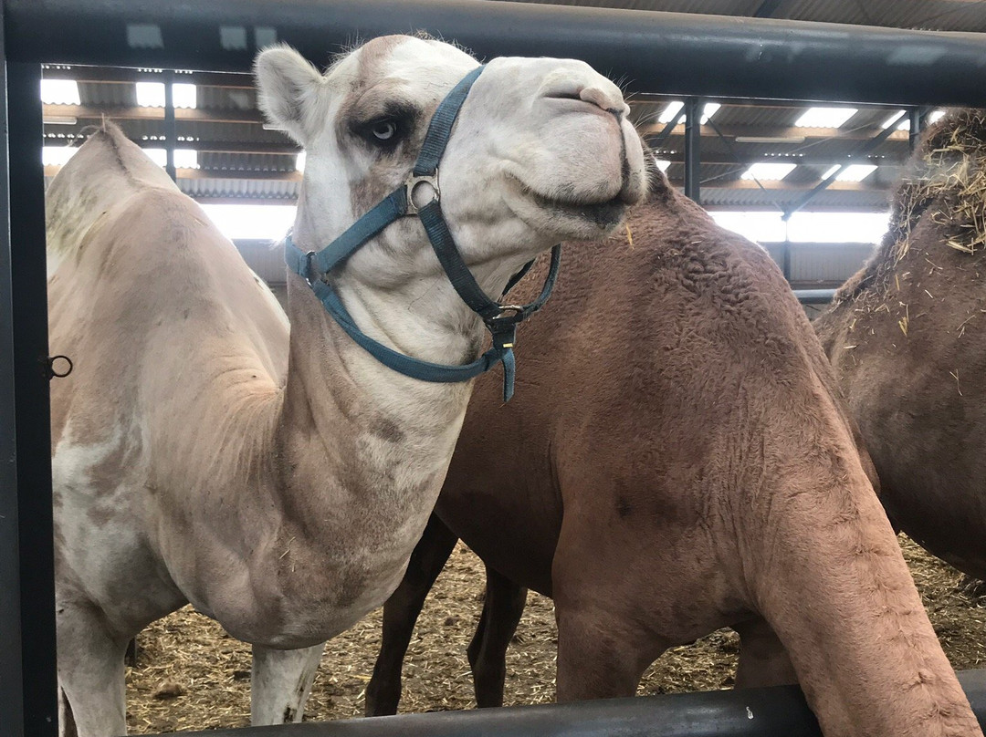 Camel Dairy Smits-Berlicum必去景点