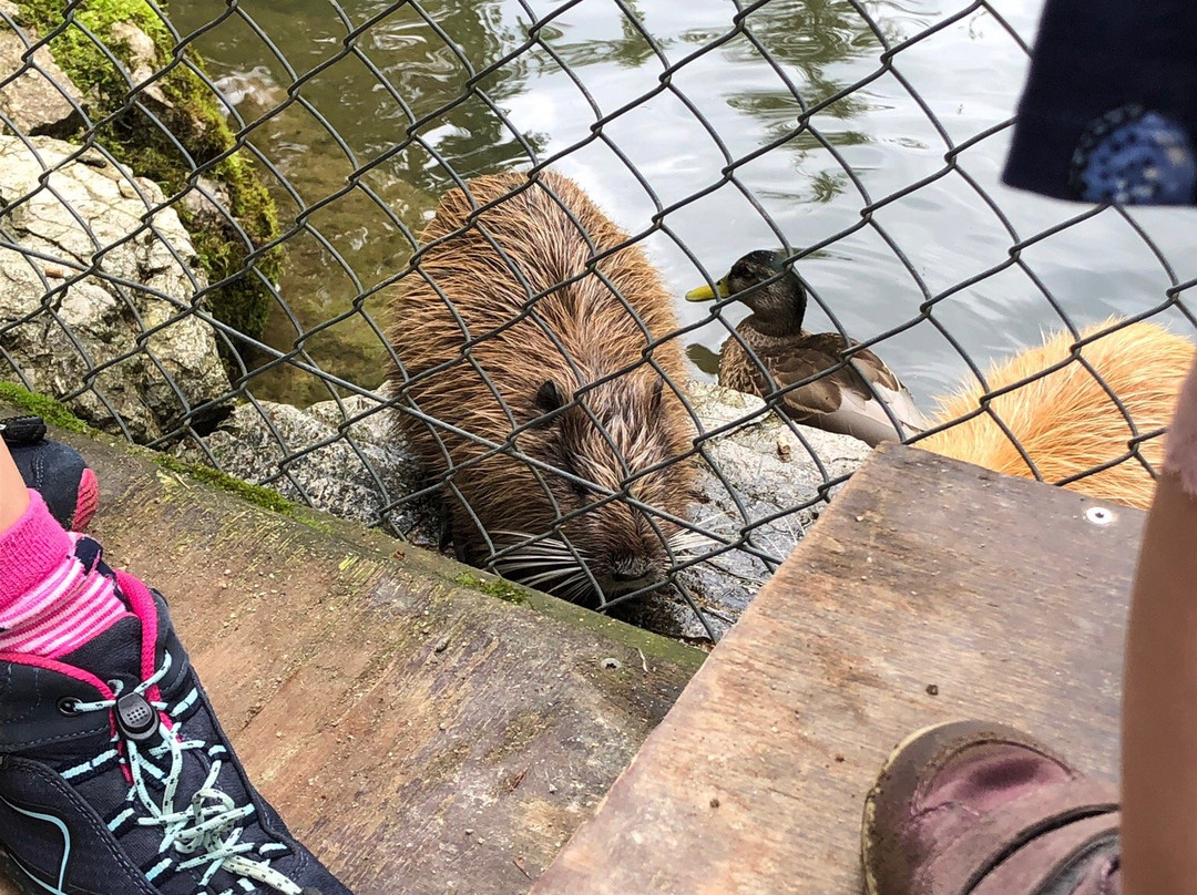 Wildpark Wildbichl-库夫石必去景点