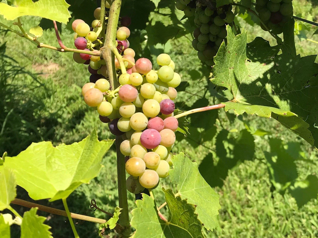 Bishop Vineyard and Winery景点图片