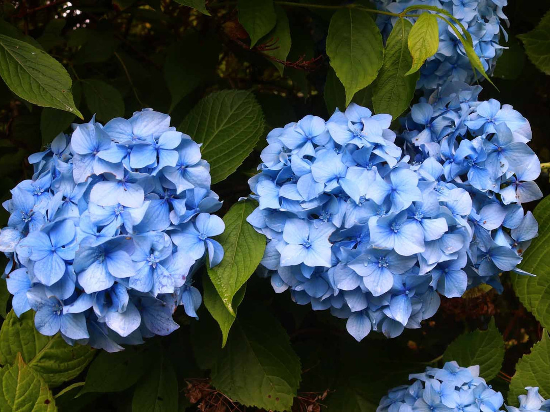 St Mary's旅游景点-Carreg Dhu