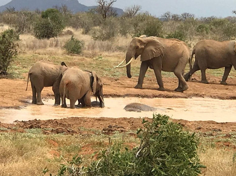 Safari Typique-蒙巴萨必去景点